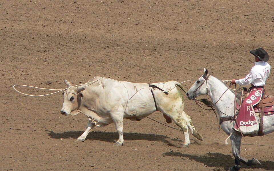 Lasso tickets